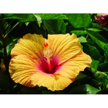 Tropical Flowers 